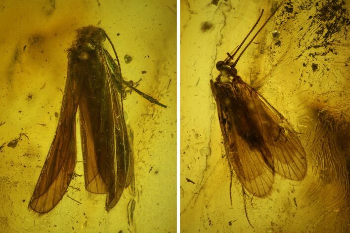 Two Large Fossil Caddisflies (Trichoptera) In Baltic Amber #142209